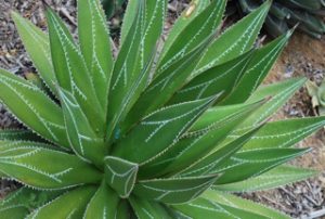 Agave-Impressa