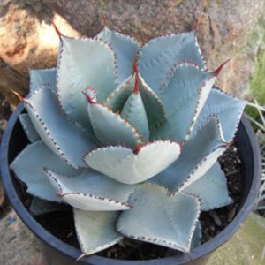 AgavepygmaeDragonToes1