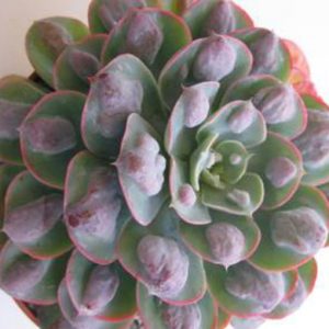 EcheveriaRaindrops1